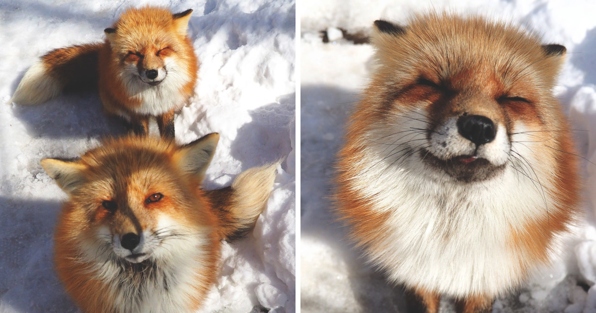 I Visited The Fox Village In Japan, The Fluffiest Place On Earth
