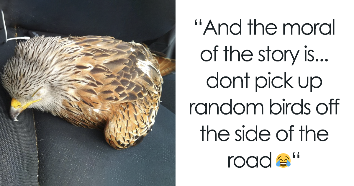 Man Rescued Injured Bird, And Now He Probably Wishes He Hadnt