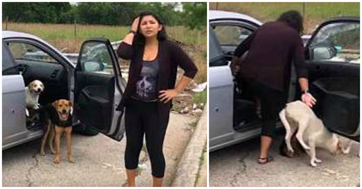Footage Shows Woman Abandoning Four Dogs In Parking Lot, Until She Is Confronted