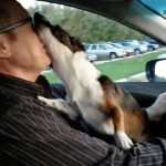 When This Dog Realizes He’s Going To The Park, He Goes Absolutely Bonkers