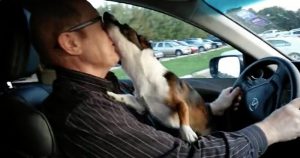 When This Dog Realizes He’s Going To The Park, He Goes Absolutely Bonkers