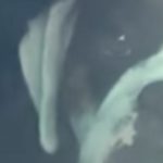 Deliciously Petty Dog Lays On The Horn After Being Left In The Car Alone
