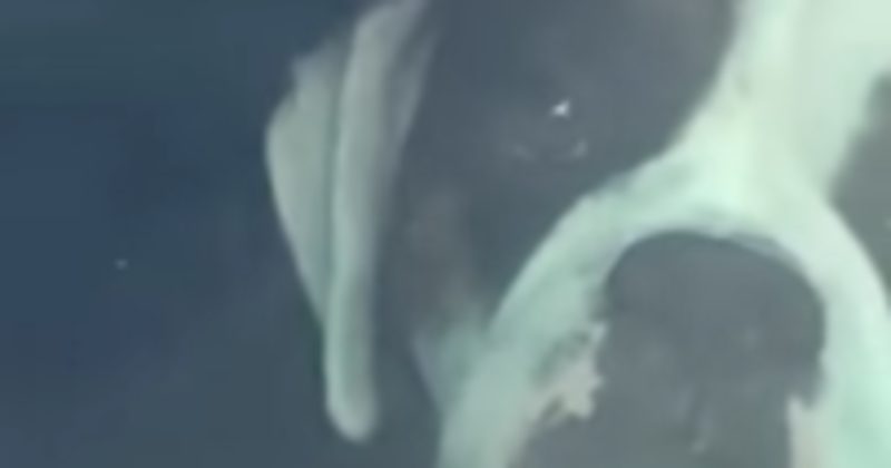Deliciously Petty Dog Lays On The Horn After Being Left In The Car Alone