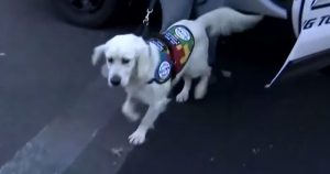 Police Arrived And Let Something Out Of The Car That Thrilled A Boy With Autism