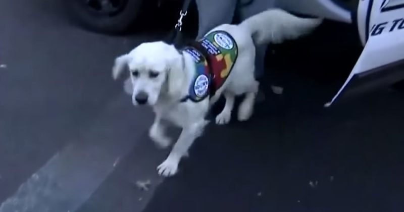 Police Arrived And Let Something Out Of The Car That Thrilled A Boy With Autism